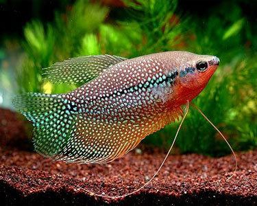 Gouramis