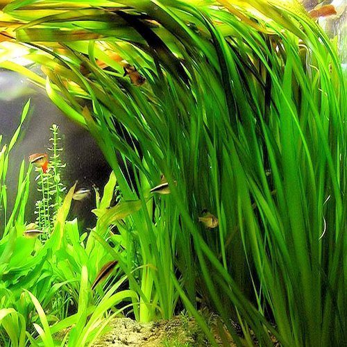 Aquarium Plants
