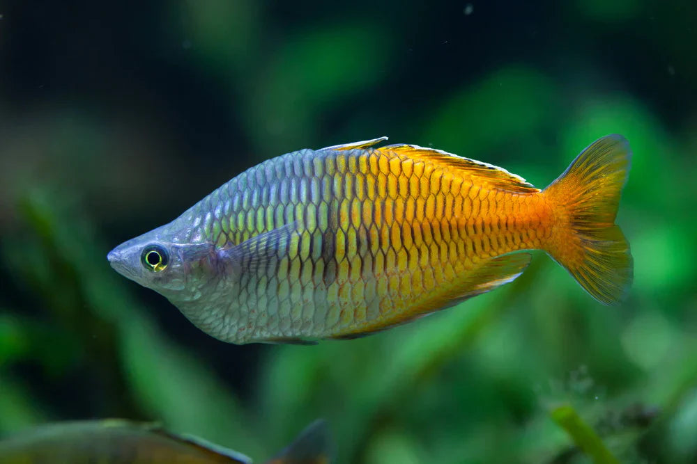 Rainbow Fish