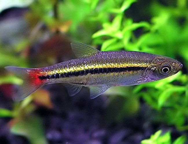 Rasbora