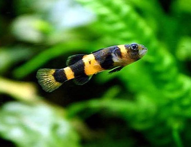 Goby