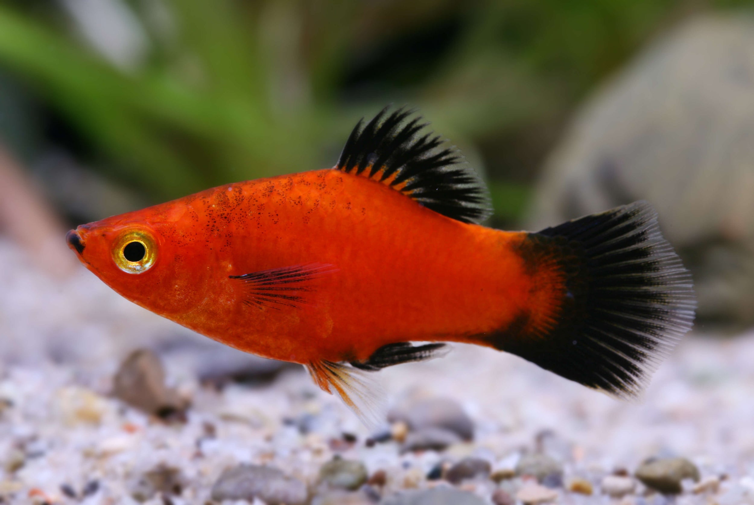 Platy
