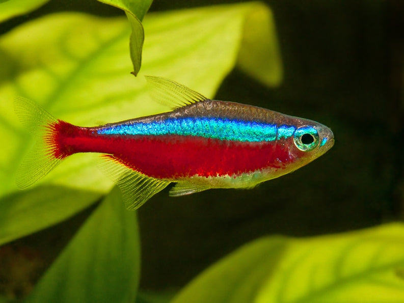 Tetras
