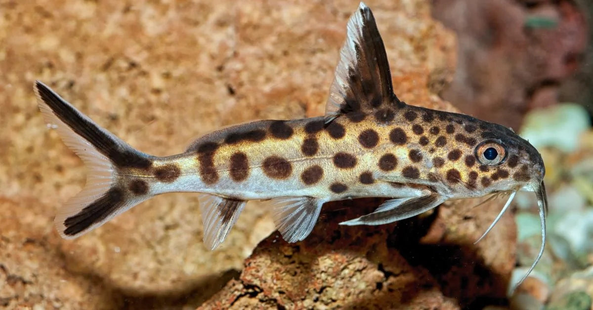 Catfish