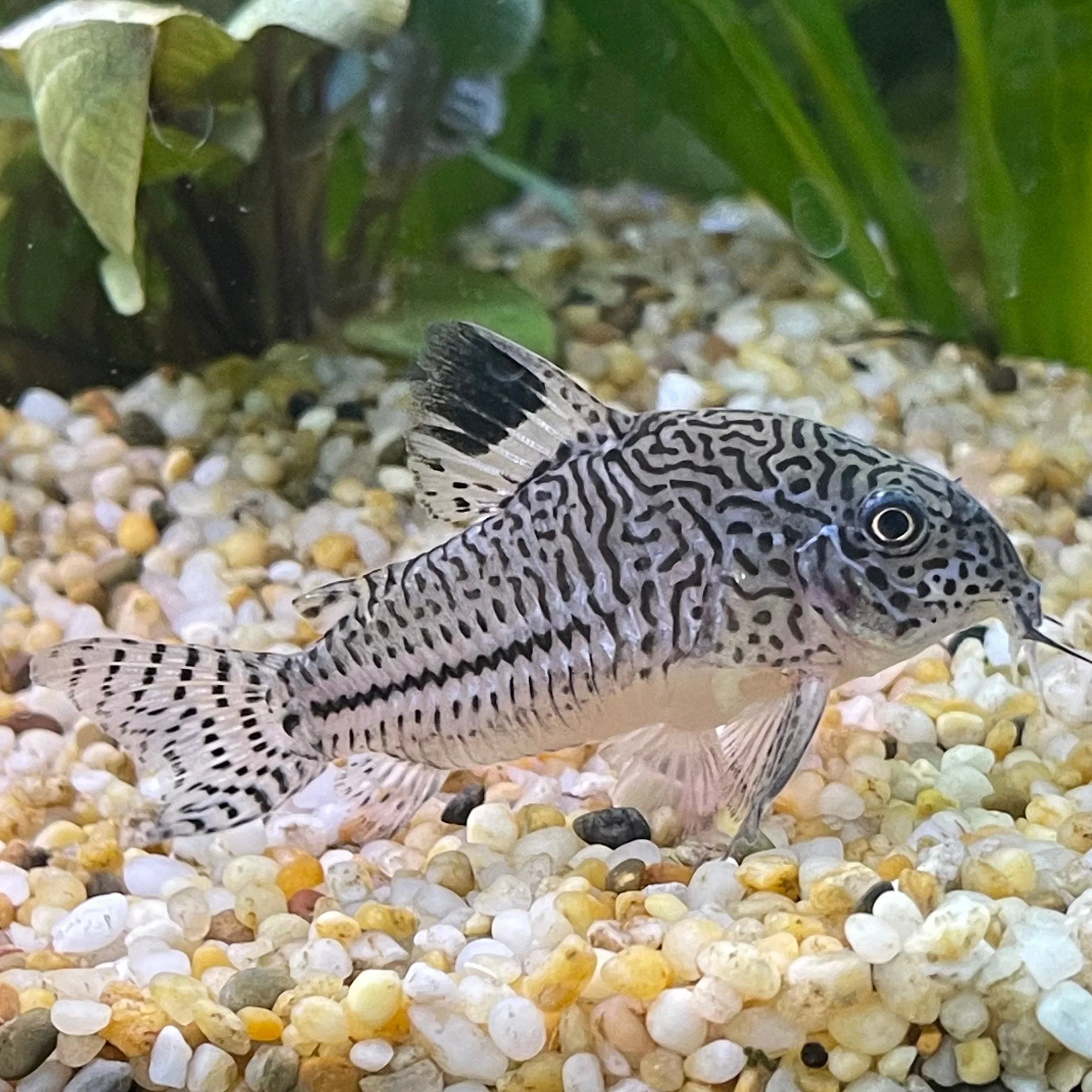 Corydoras