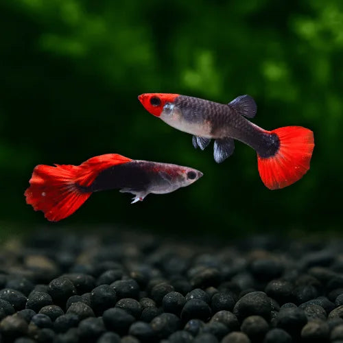 Guppy
