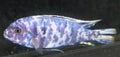 Cichlid - Mixtos