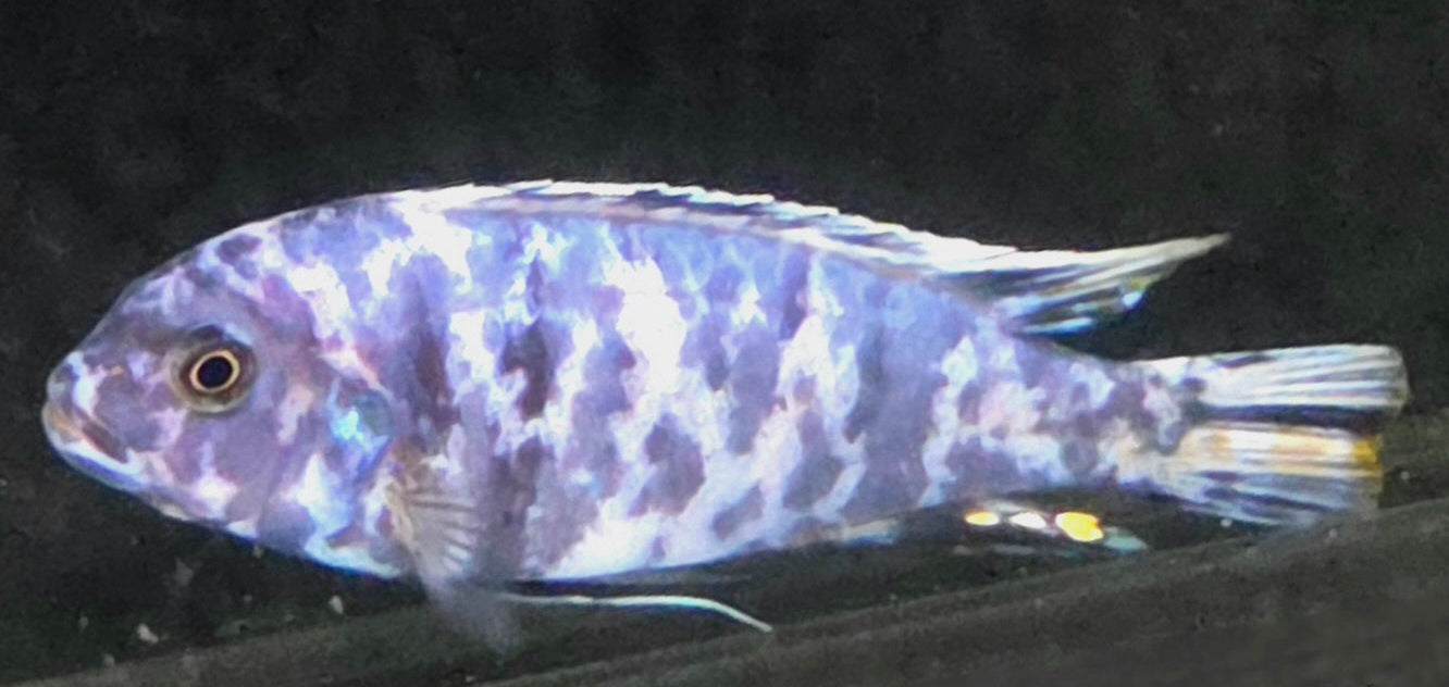 Cichlid - Mixtos