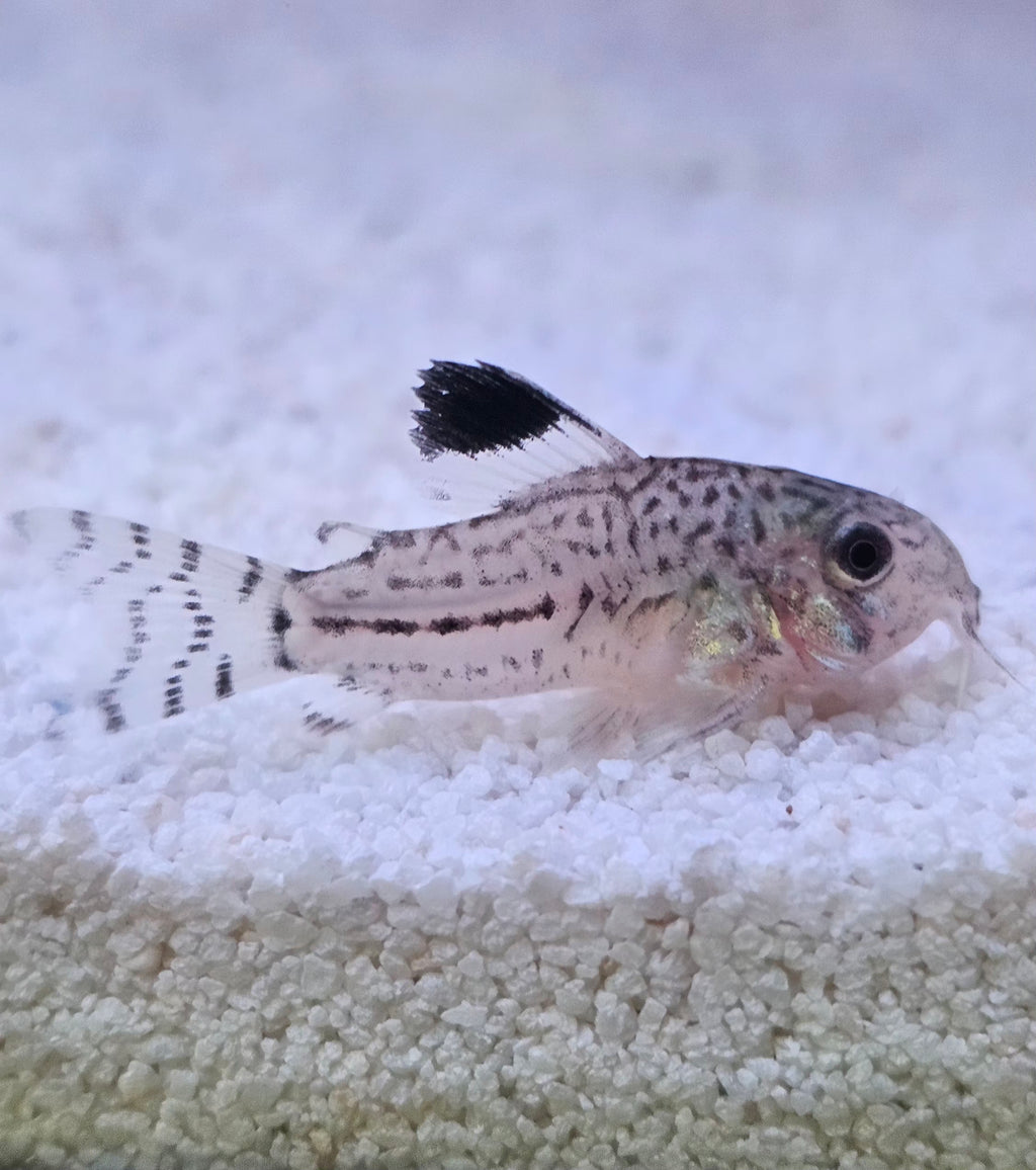 Corydora Julli
