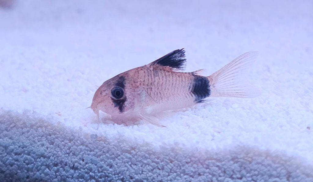 Corydora Panda