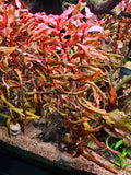 Ammannia Senegalensis