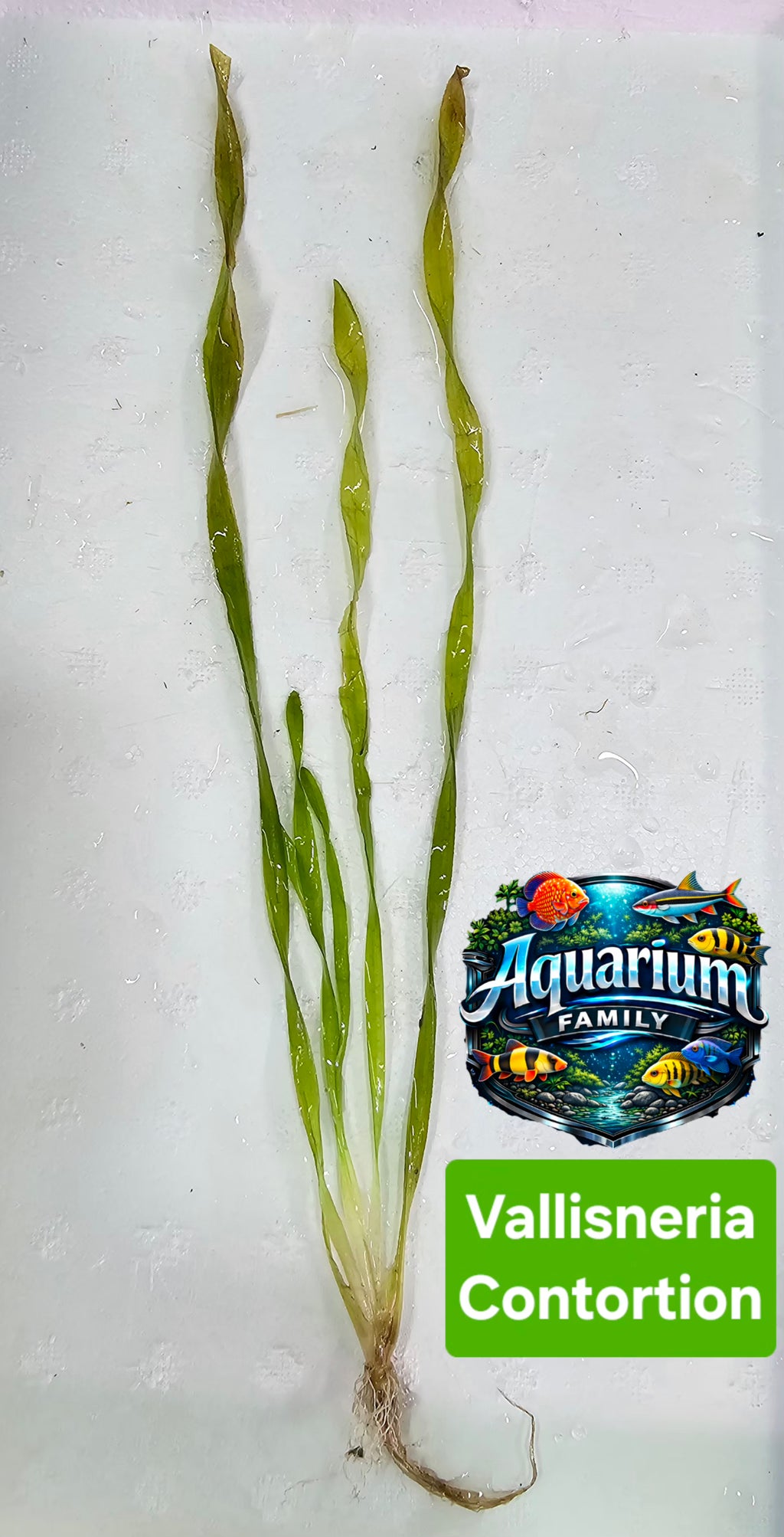 Vallisneria Contortion