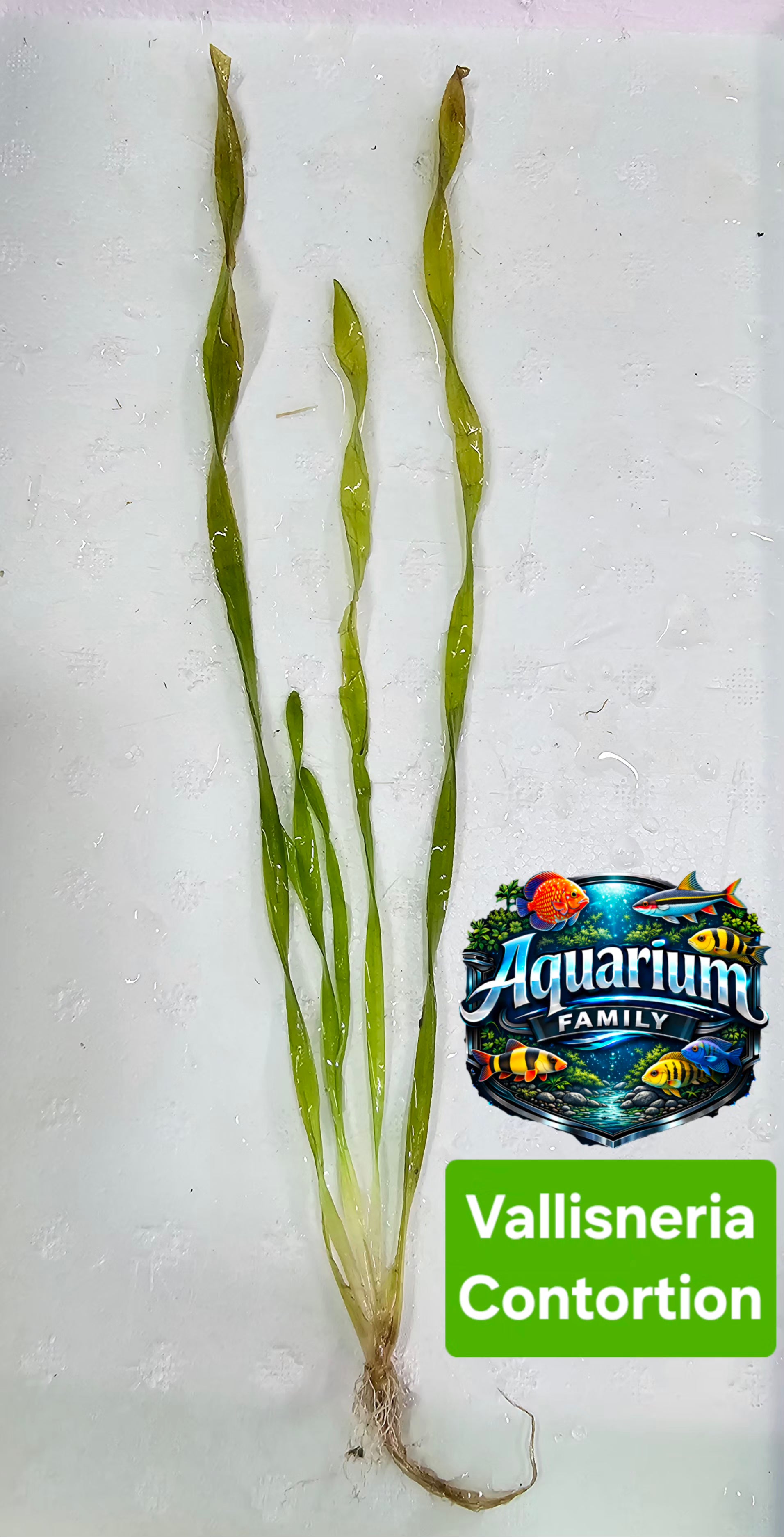 Vallisneria Contortion