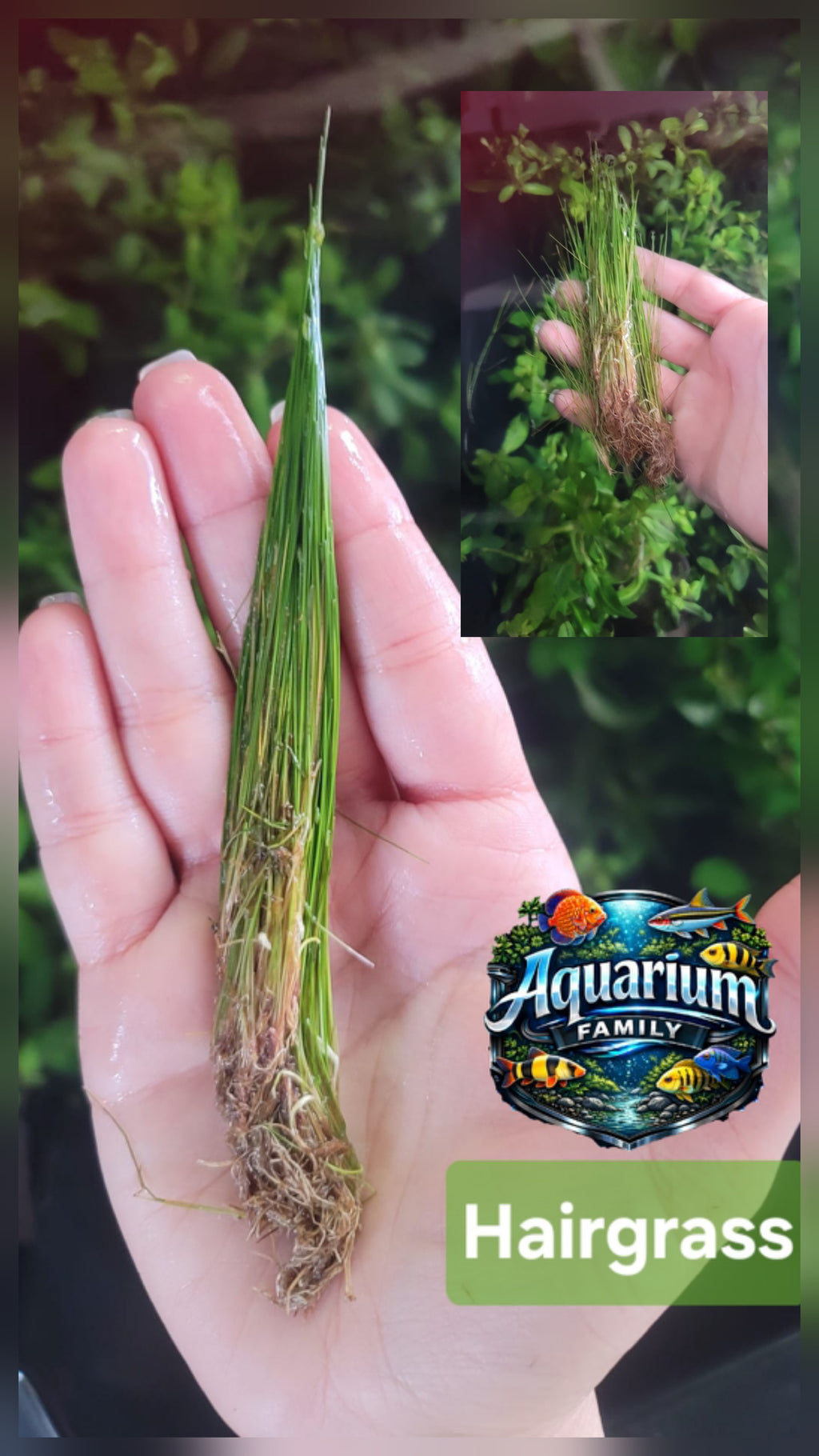 Hairgrass