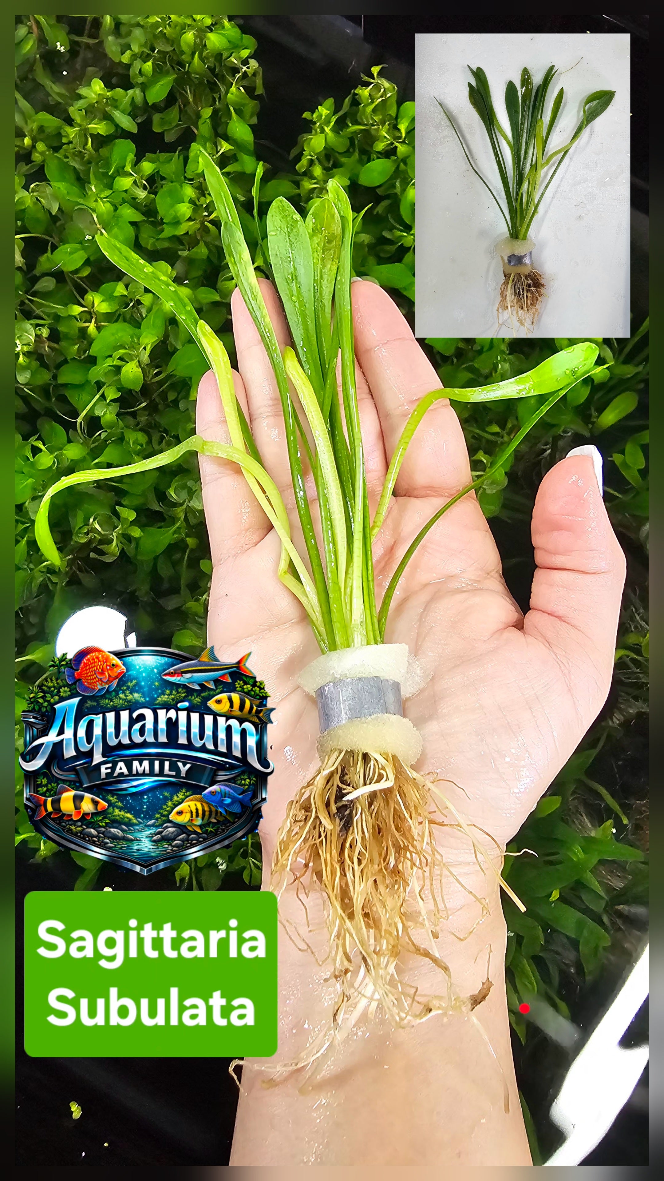 Saggitaria Subulata