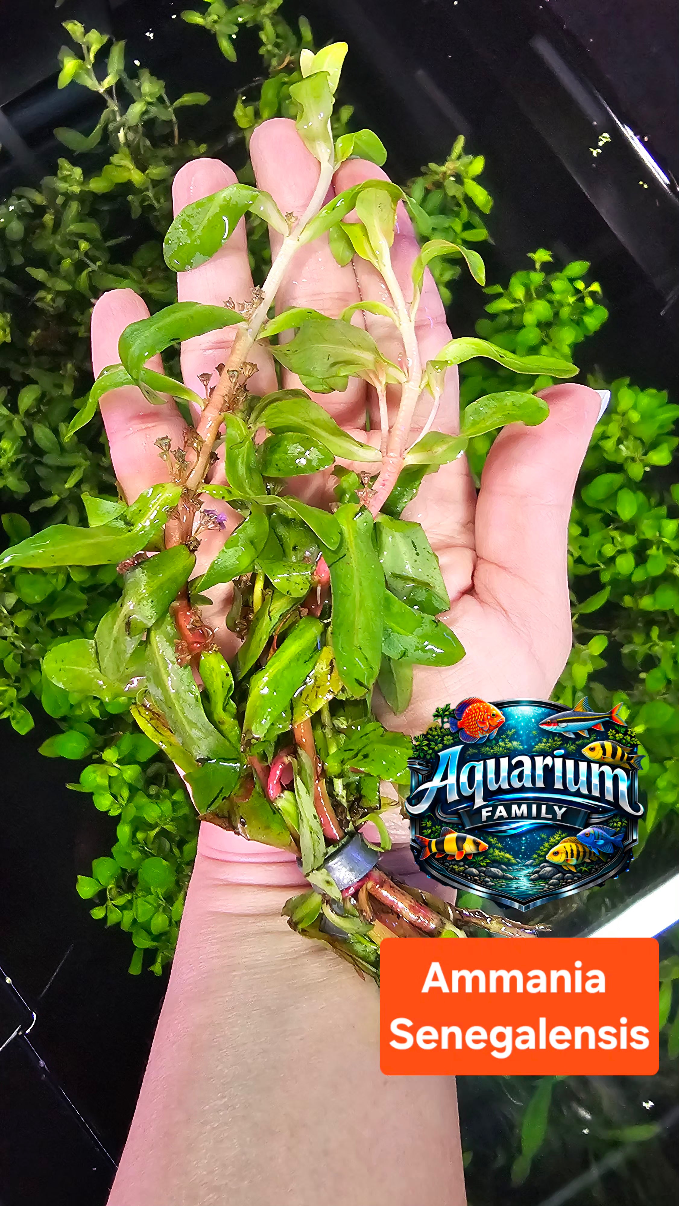 Ammannia Senegalensis
