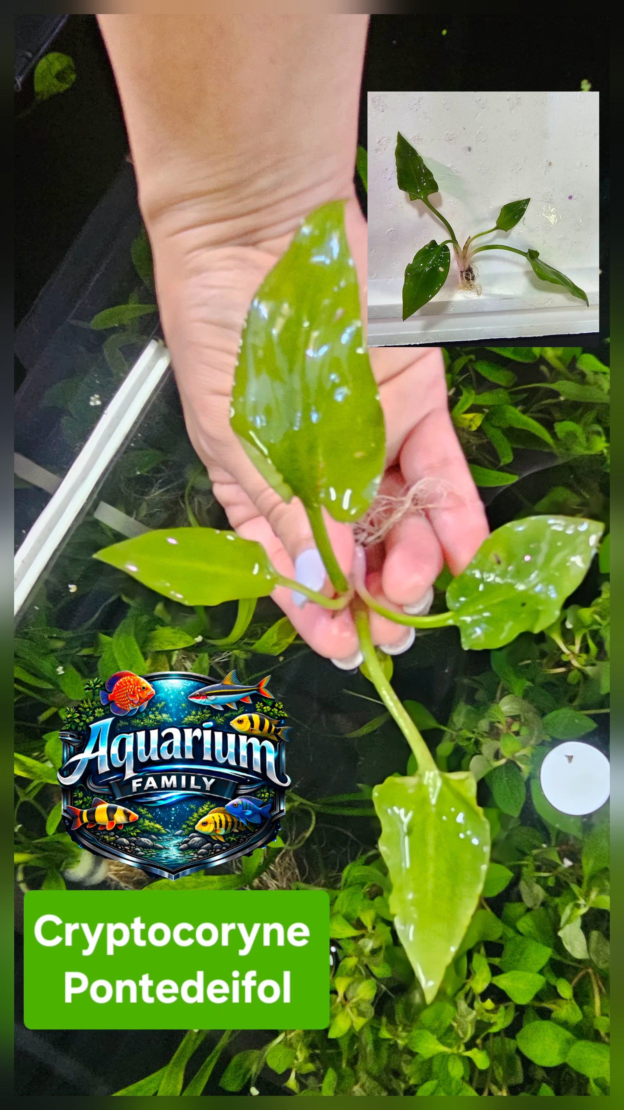 Cryptocoryne Pontederifolia