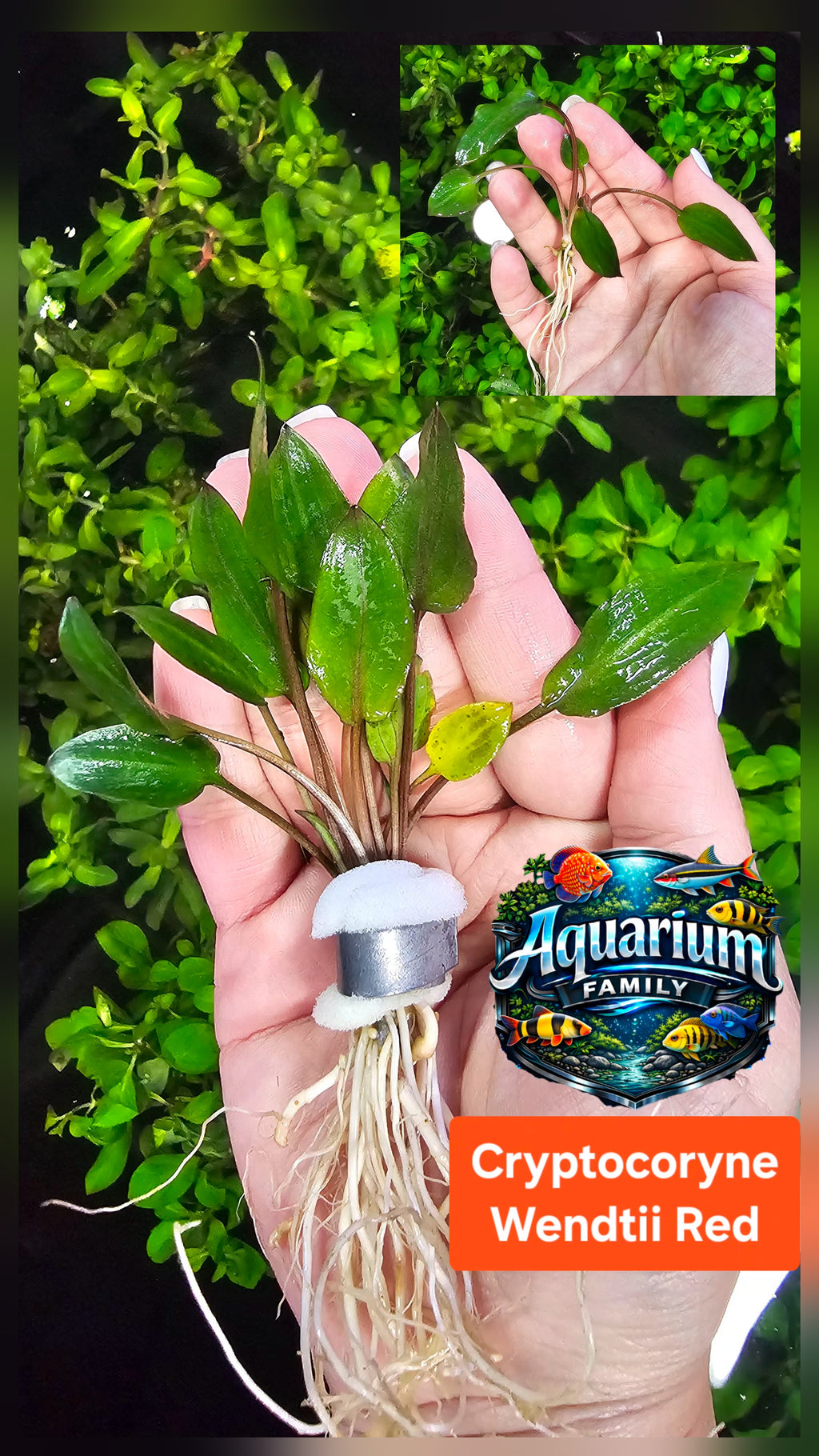 Cryptocoryne Wendtii Red
