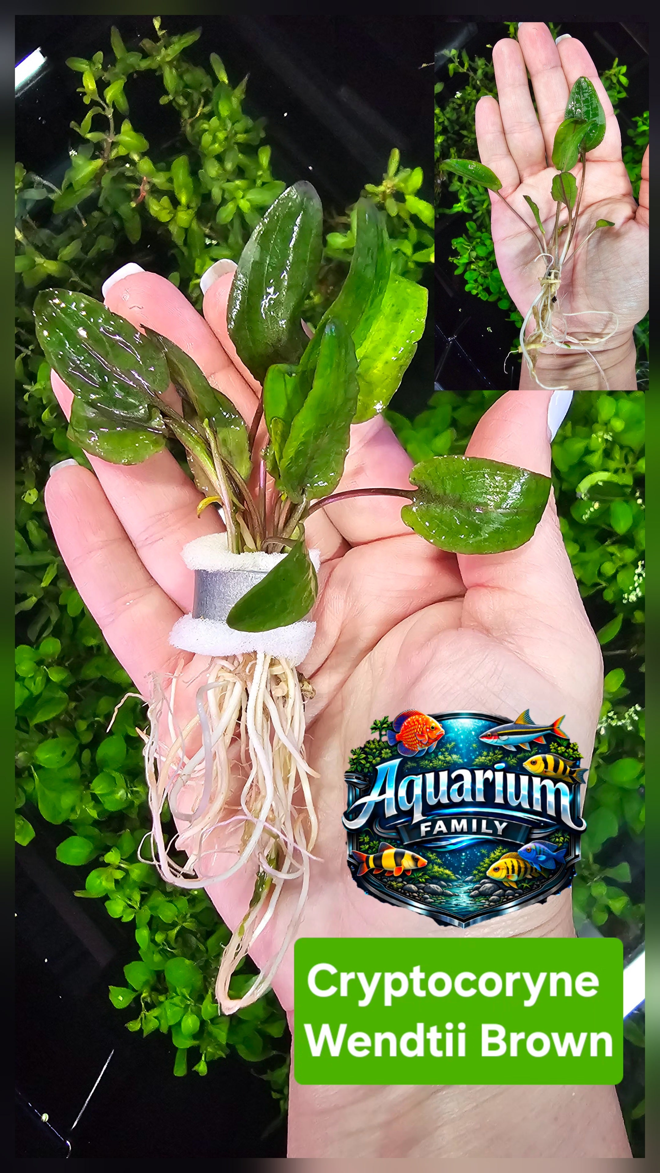 Cryptocoryne Wendtii Brown
