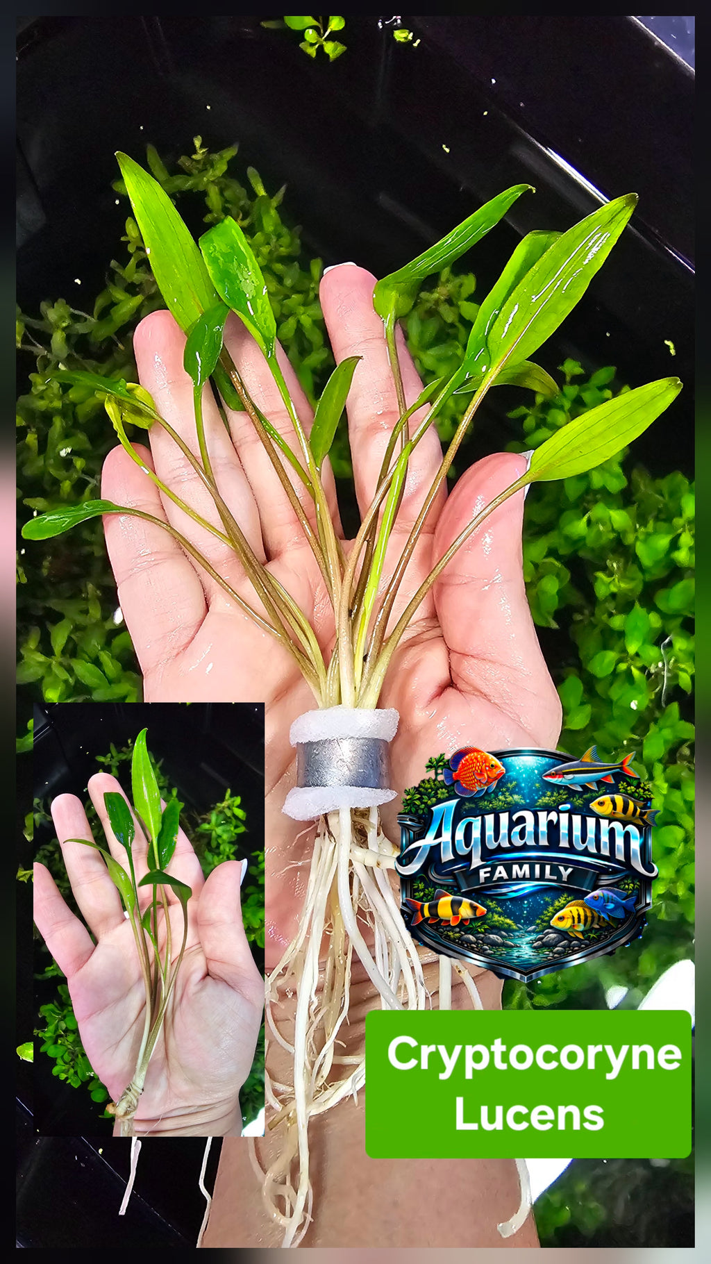 Cryptocoryne Lucens