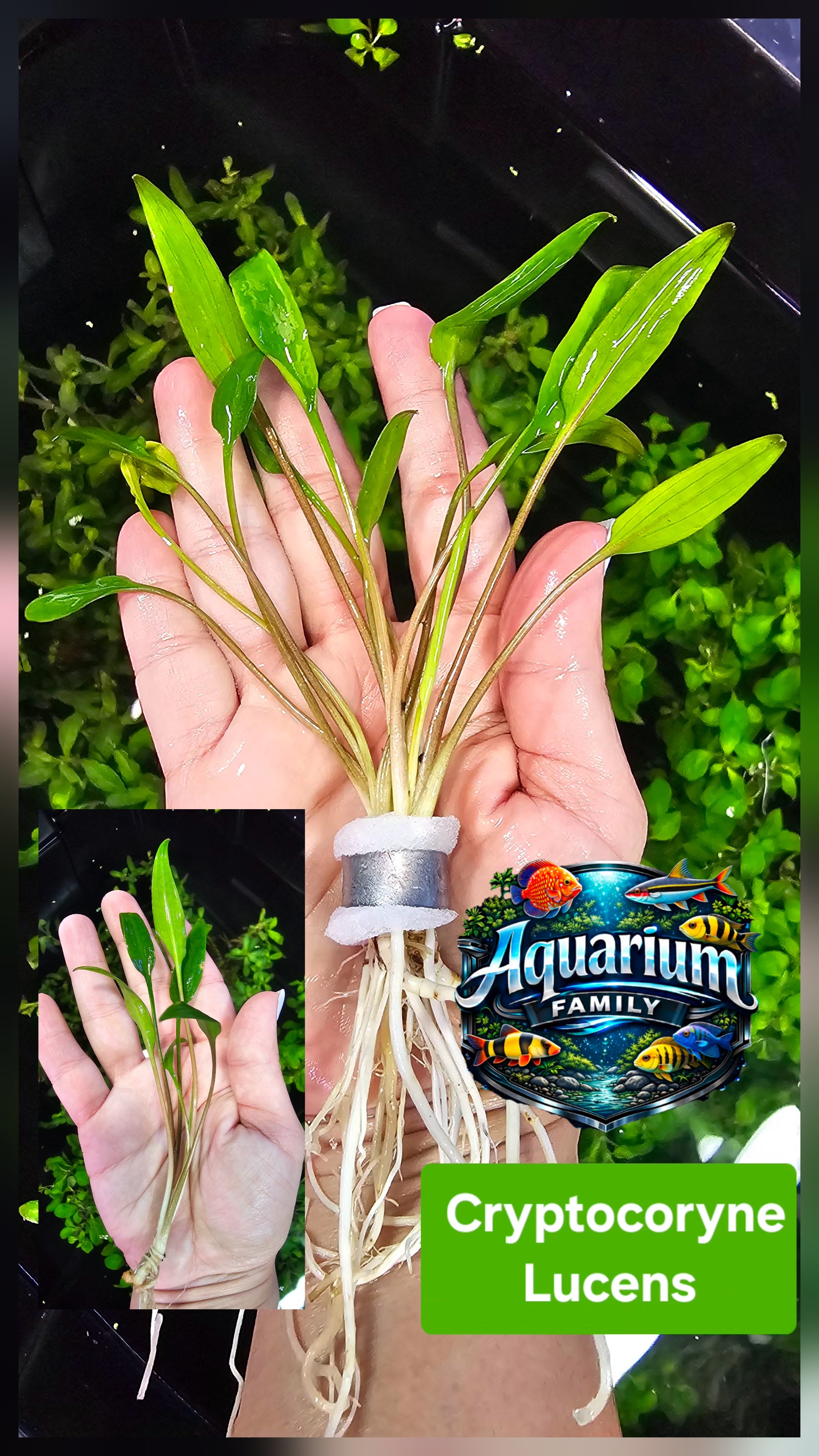 Cryptocoryne Lucens