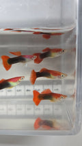Guppy Blonde Red Tuxedo (Macho)