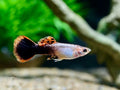 Guppy Pink Tuxedo
