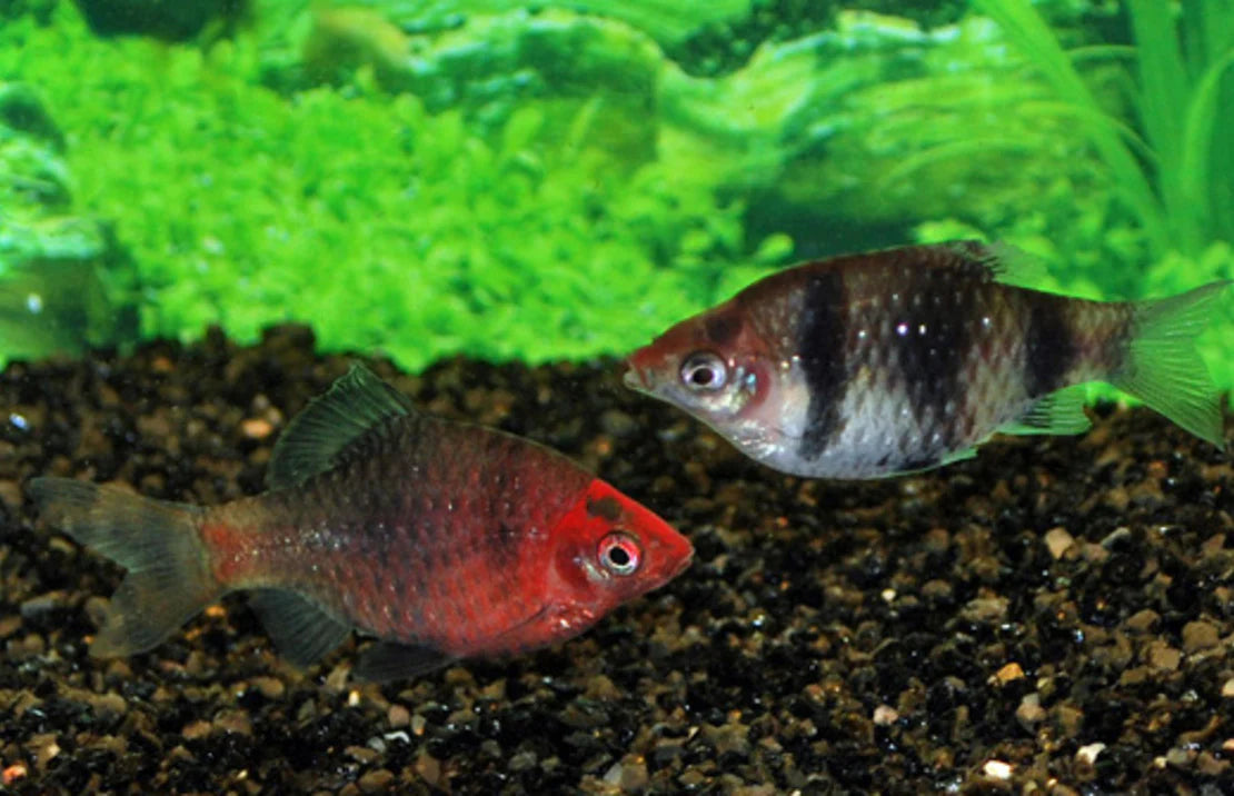 Black Ruby Barb