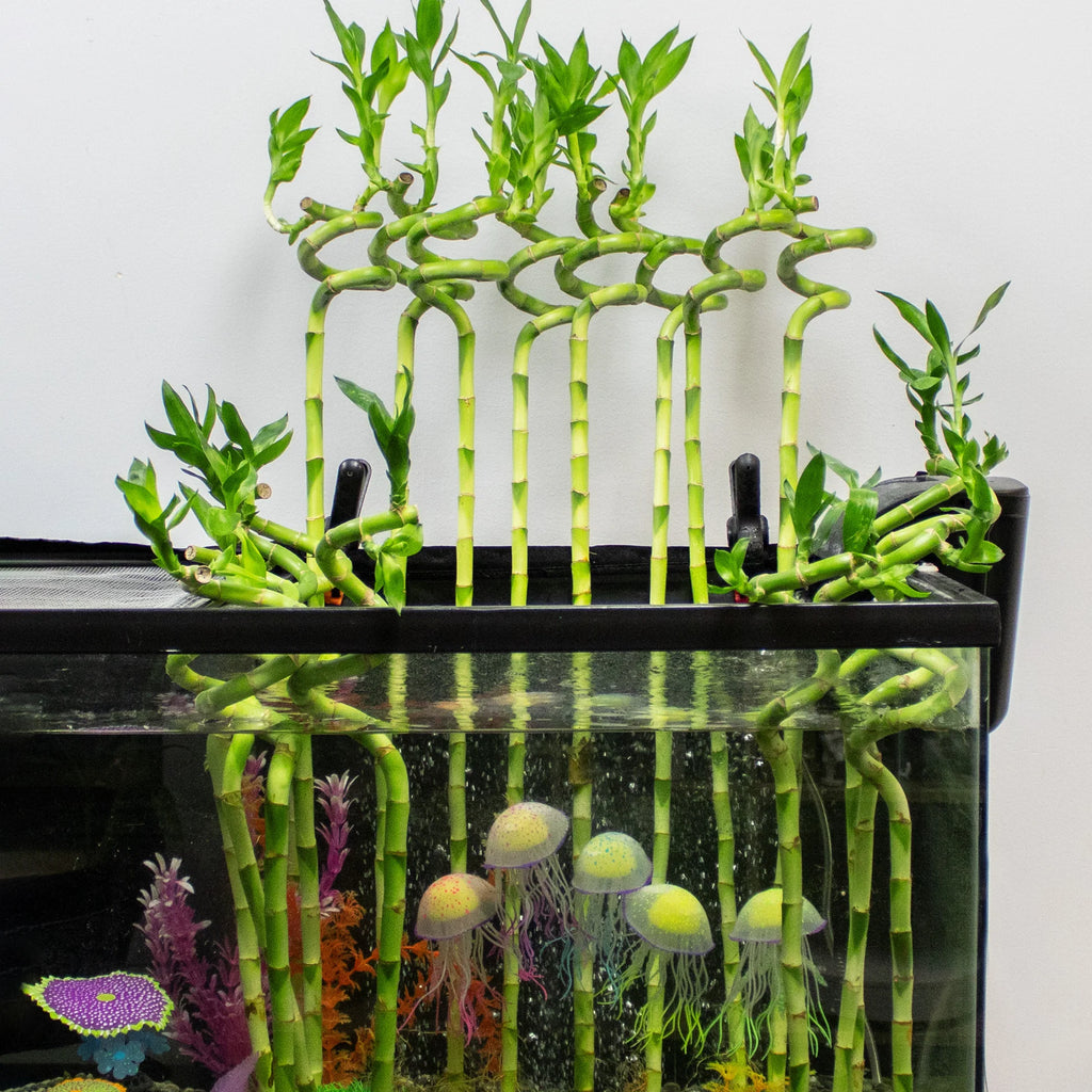 Lucky Bamboo Curl