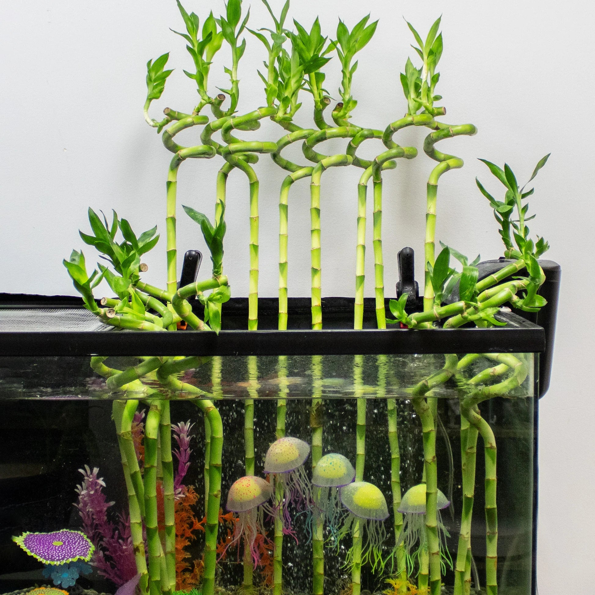 Lucky Bamboo Curl