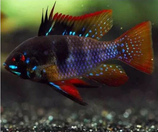 Ramirezi Black