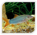 Loach Blueberry Redtail Botia