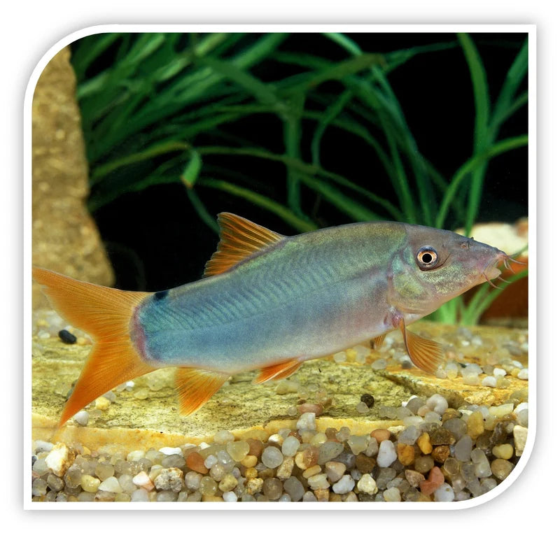 Loach Blueberry Redtail Botia