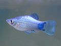 Platy Blue Mickey Mouse