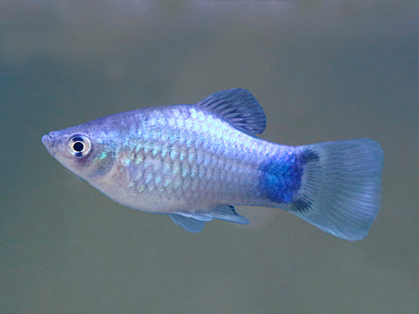 Platy Blue Mickey Mouse