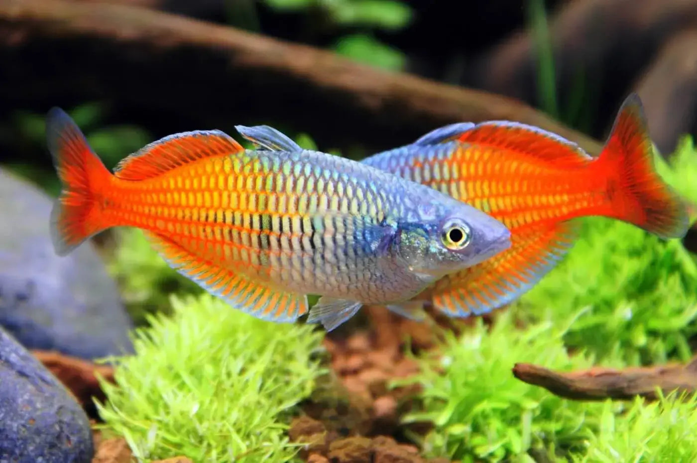 Rainbow Boesemani