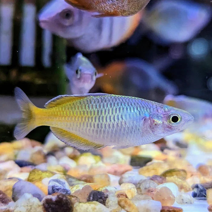 Rainbow Boesemani