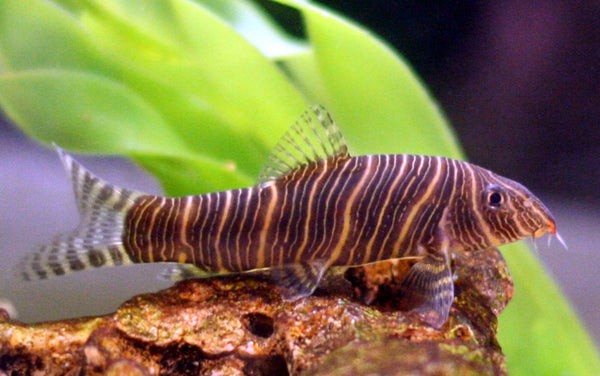 Loach Striata Botia (Zebra Loach)