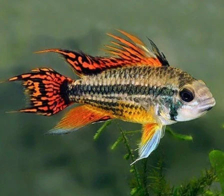 Apistogramma Dwarf Cockatoo