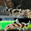 Synodontis Valentiana Catfish