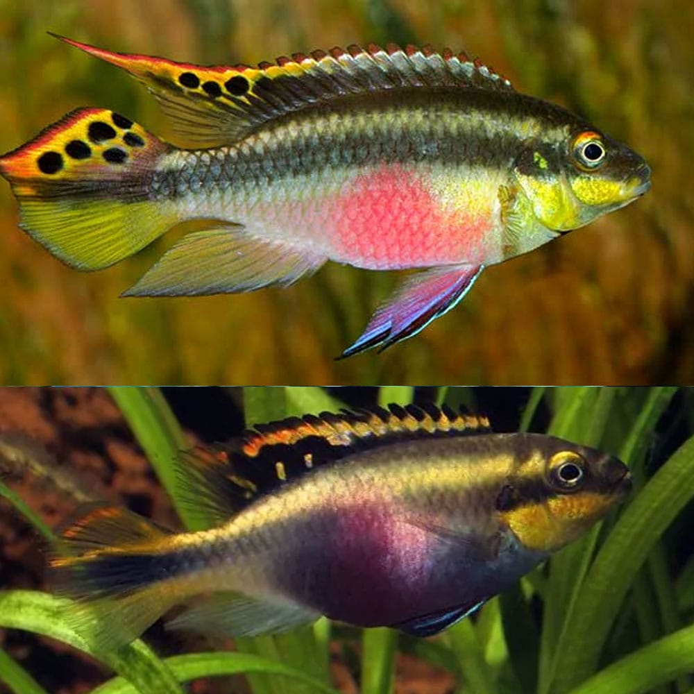 Cichlid - Kribensis