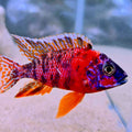 Cichlid - OB Peacock (assorted colors)