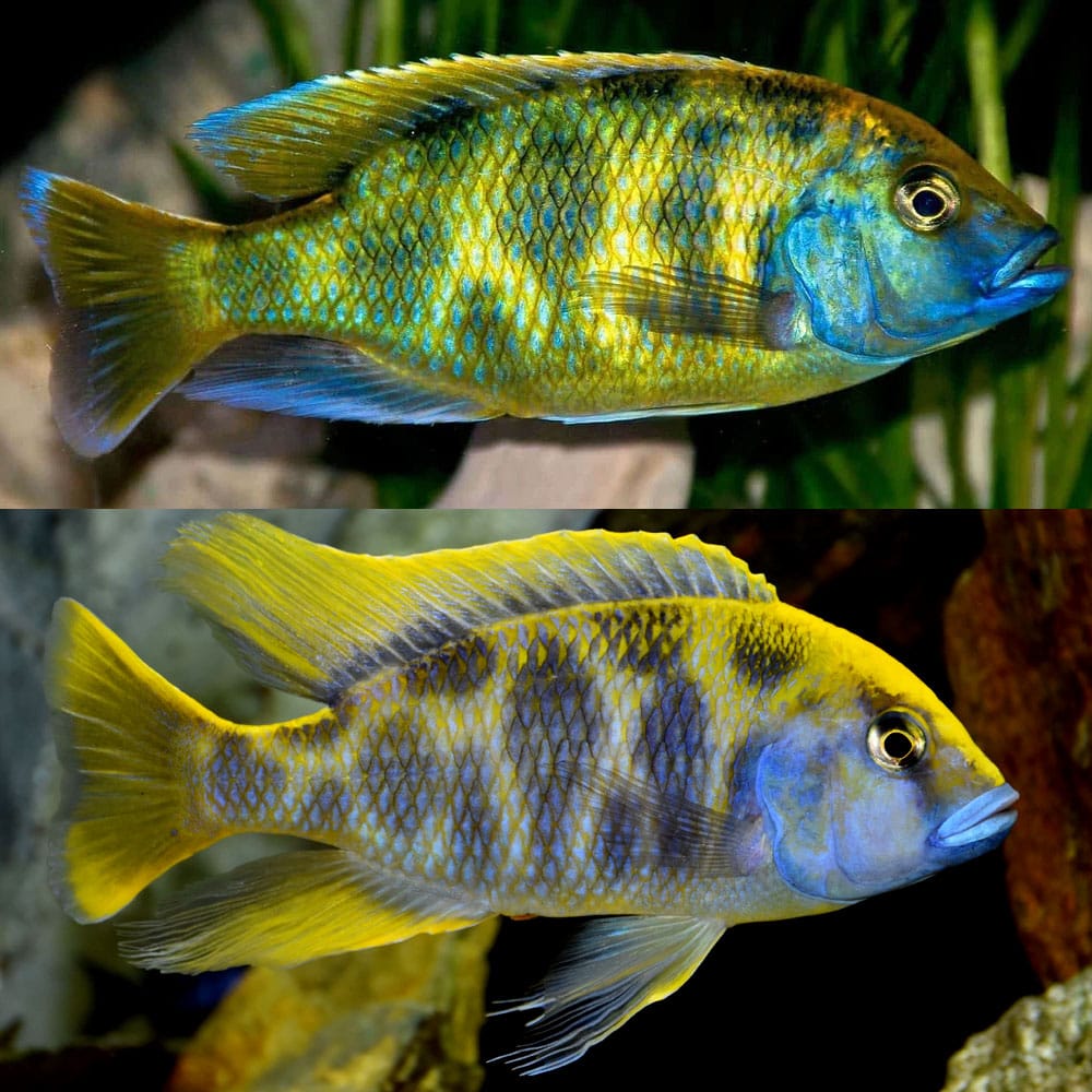Cichlid - Venustus