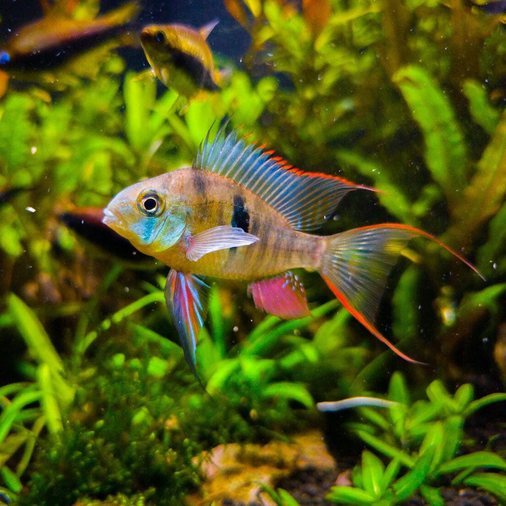Ramirezi Bolivian