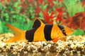 Clown Loach (large)