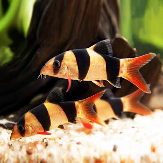 Clown Loach (medium)