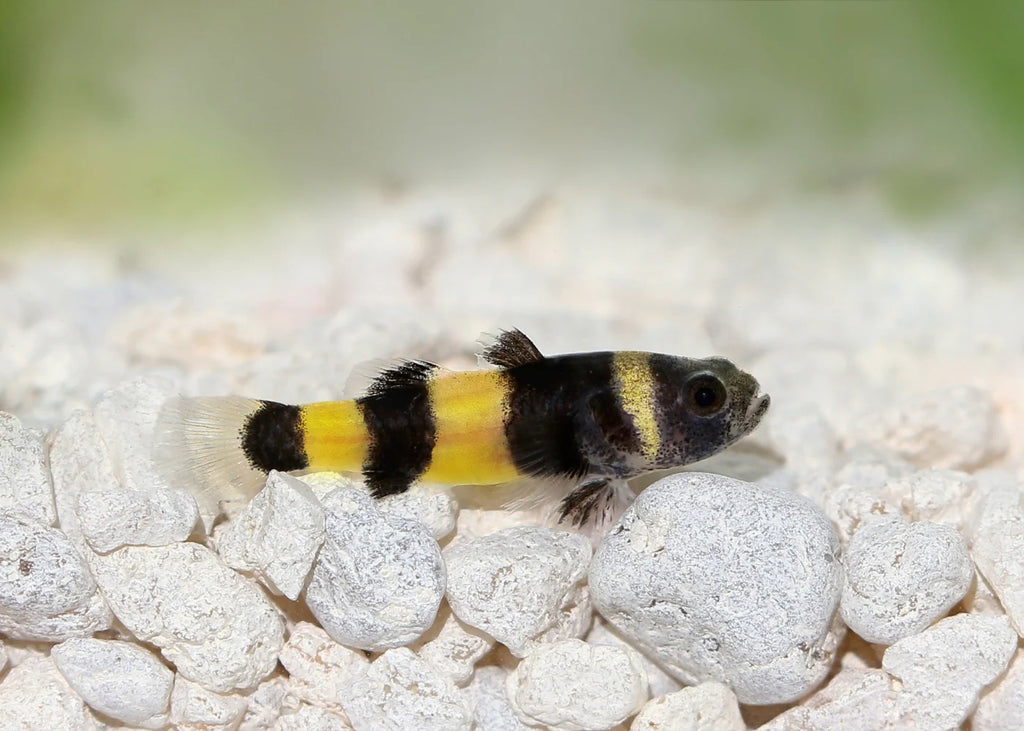 Bumble Bee Goby