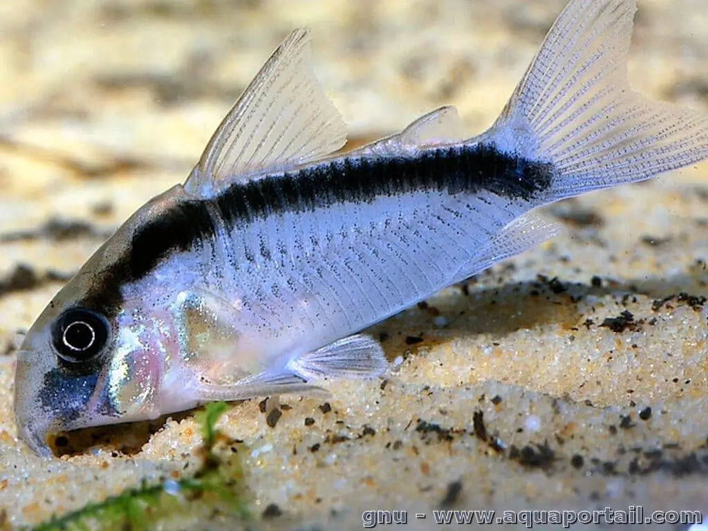 Corydora Skunk (Arcuatus)