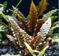 Cryptocoryne Wendtii Brown