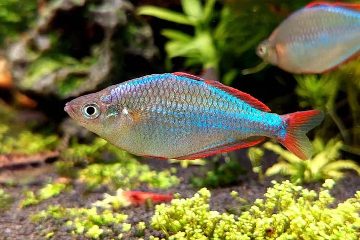 Rainbow Neon Dwarf